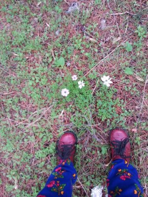 画像14: トルコ布｜ブラッシュド・コットン｜ペイズリー｜全５カラー｜４５ｃｍ